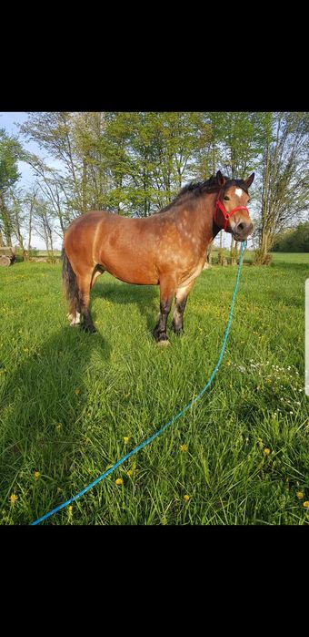 Klacz zimnokrwista żrebica