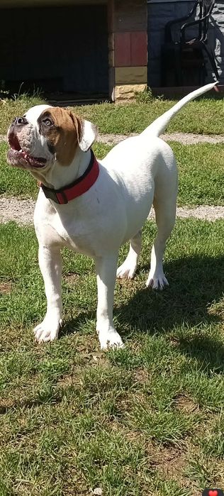 Buldog Amerykański  Suczka 6 miesięcy