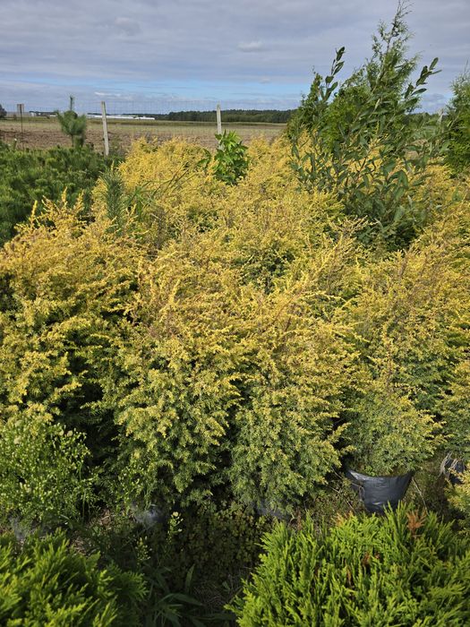 Jałowiec Gold Cone 40-80 cm  pospolity żółty Gold blue arrow arnold