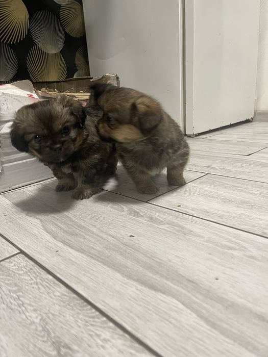 Собачки у добрі руки