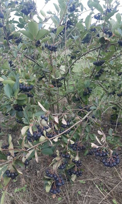 Aronia od producenta paczka 10kg wysyłka paczkomatami INPOST