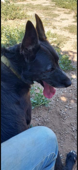 Cão para adoção responsável