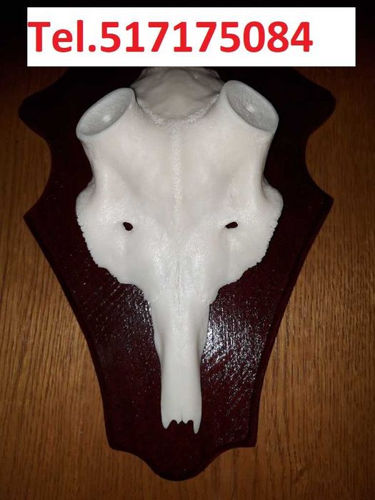 Czaszka daniela pod zrzuty, poroże