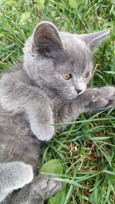 Шотландські кошенята