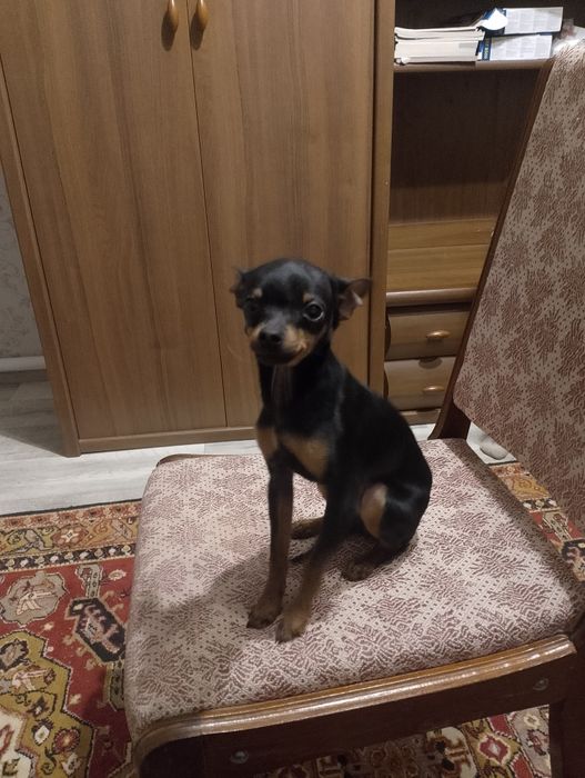 Мини Той терьер мальчик