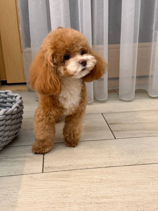 Вʼязка ( злучка ) Мальтіпу Ф1 (міні), хлопчик,  2 роки