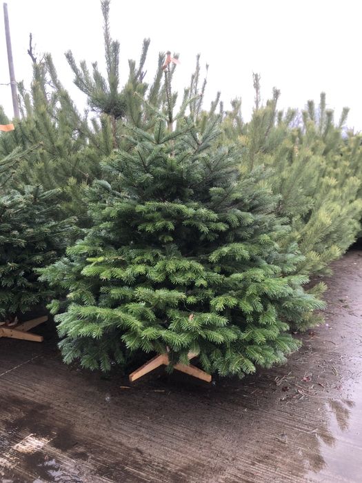 Живі Новорічні Ялинки. Ялиця Нордмана