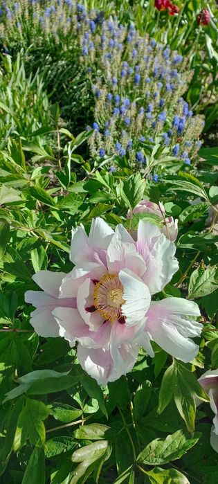 Півонія (червона та біла)