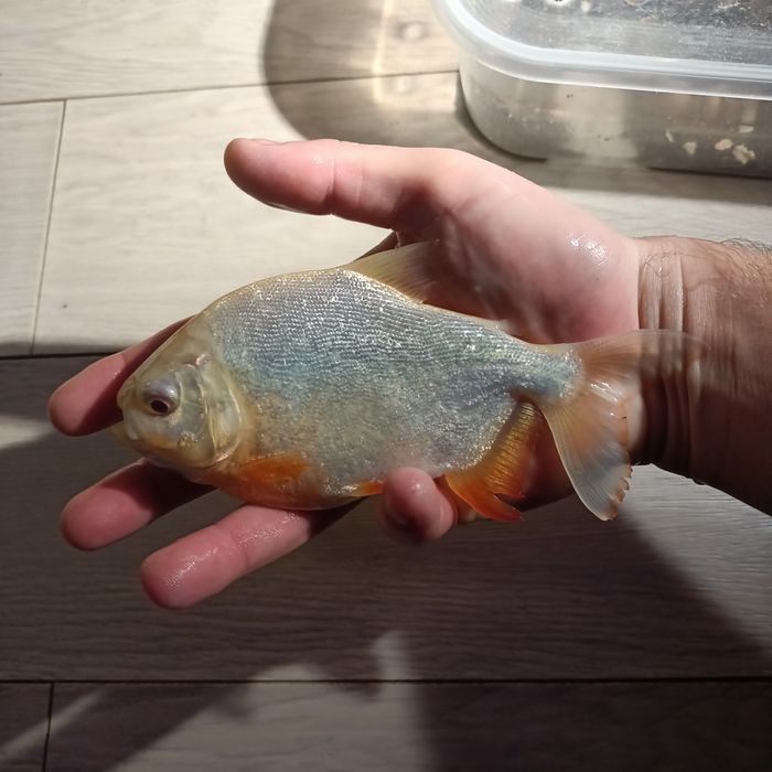 Pirania pacu 15cm