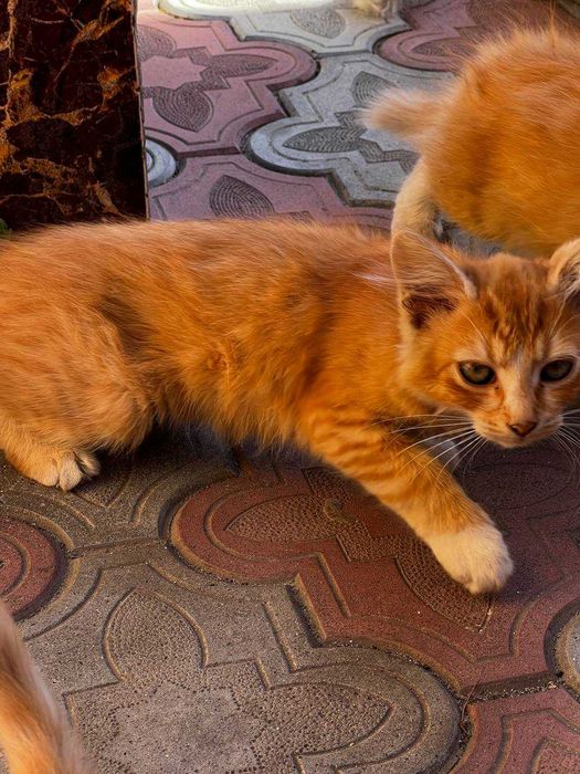 Віддам Котиків в добрі руки