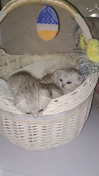 Котята Британські елітний окрас срібна шиншила в нас преміум класу