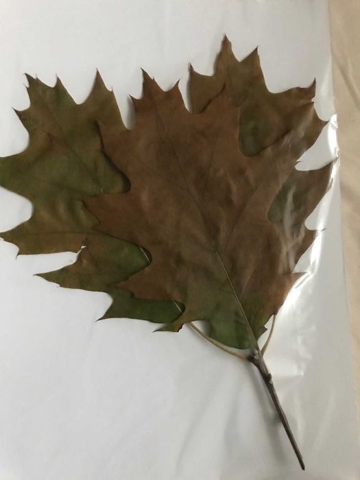 zielnik rośliny zuszone do zielnika