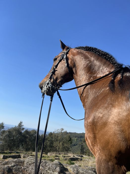 Vendo dois cavalos