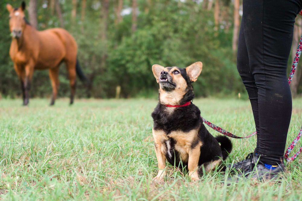 4 letni Szkrabek szuka domu!