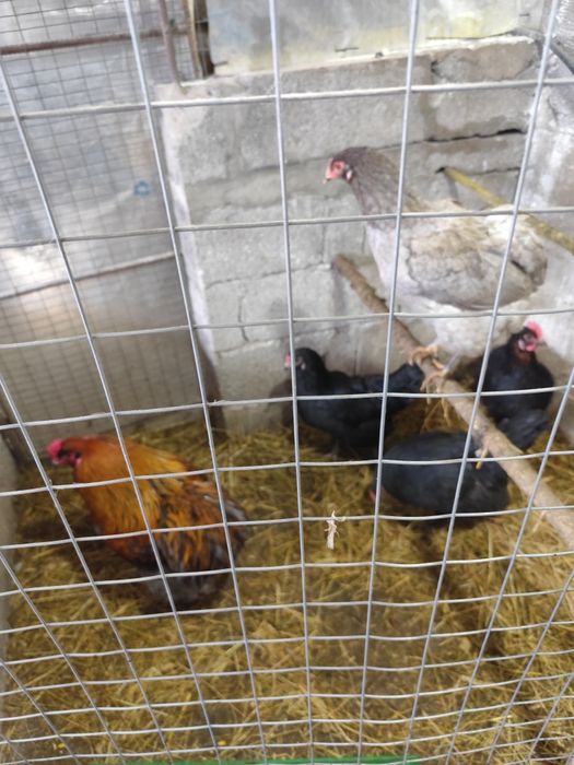 Ovos férteis Oliverejer e legorne