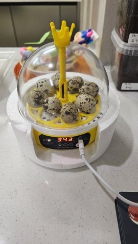 Инкубатор для яиц інкубатор для яєць автоматичний