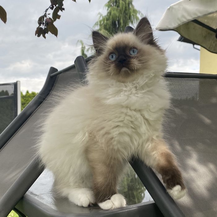 Kotka ragdoll gotowa do opuszczenia hodowli