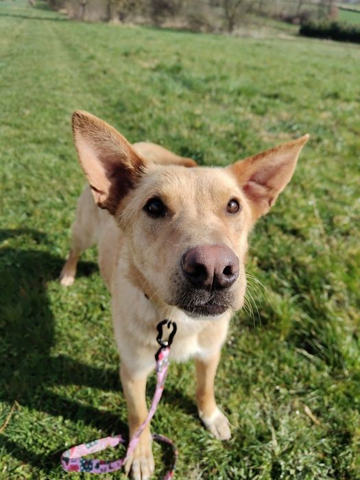 Słodka Lilo od roku czeka na dom