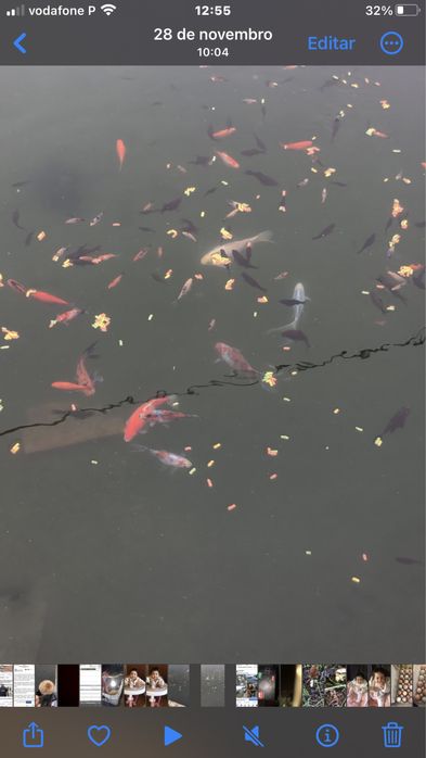 Peixes 2024 para novo habitar