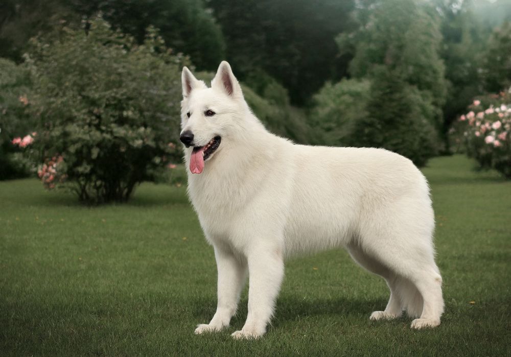 Цуценята БШВ/БШО, Біла швейцарська вівчарка/Белая Швейцарская овчарка