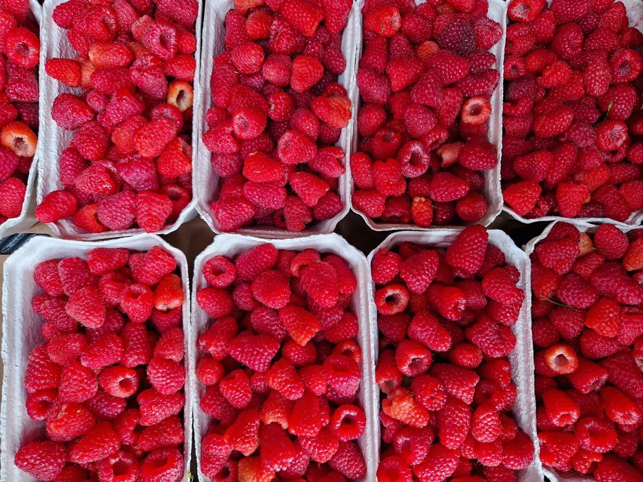 Sadzonki malin letnich i jesiennych, dowóz i wysyłka kurierem!!