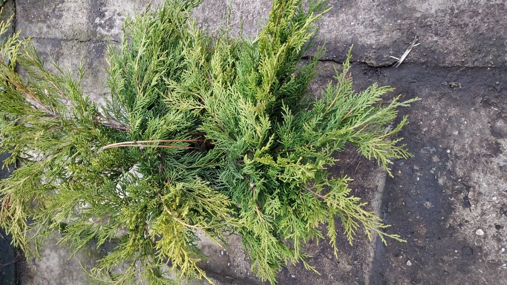 Можевельник горизонтальный Gold Kissen