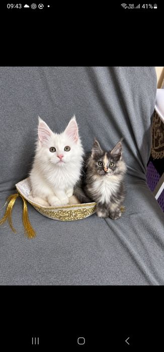 Maine Coon kocur ds12