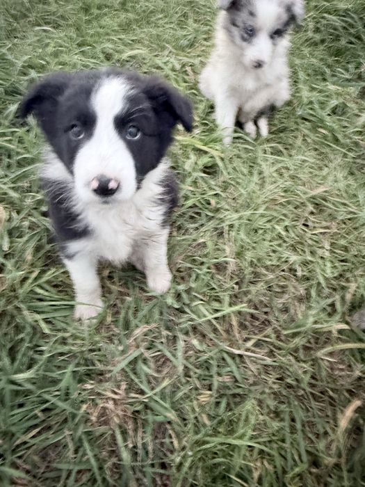 Border Collie - szczeniaczek