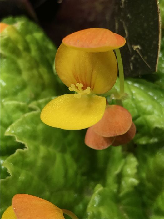 Бегония Buttercup
