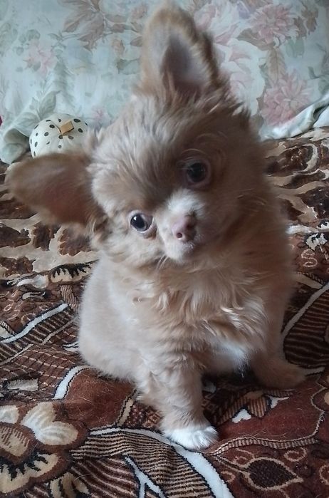 Хлопчик чихуахуа д.ш. стандарт