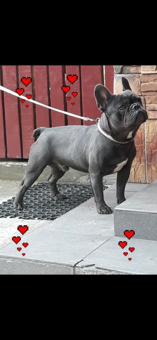 Buldog francuski suczka niebieska