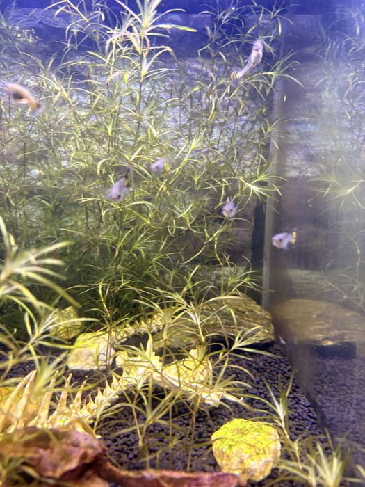 Guppy surtidos amarelo e laranja