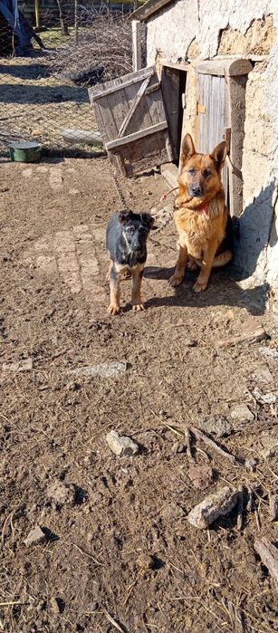 Щенок Немецкой Овчарки