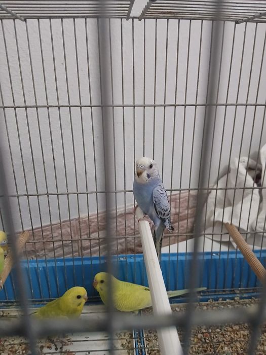 Lindos Piriquitos para mudar de lar