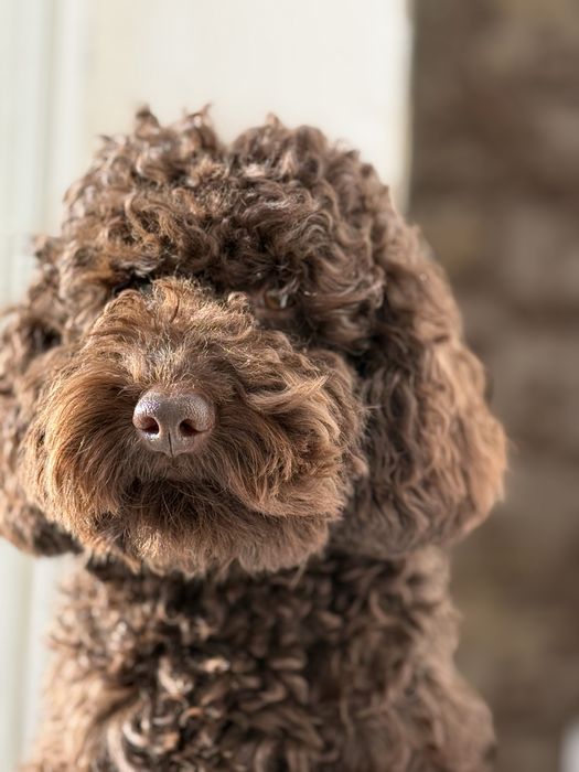 Вязка пудель шоколадний/коричневий