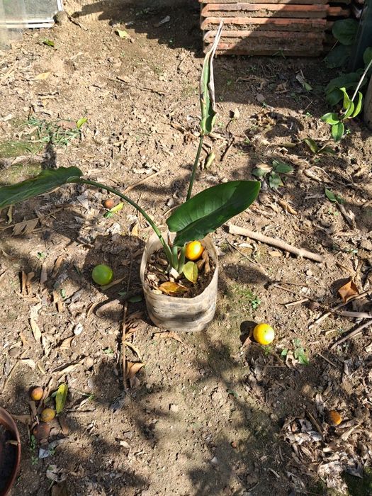 Estrelícia, Ave-do-Paraíso ou Flor-da-Rainha