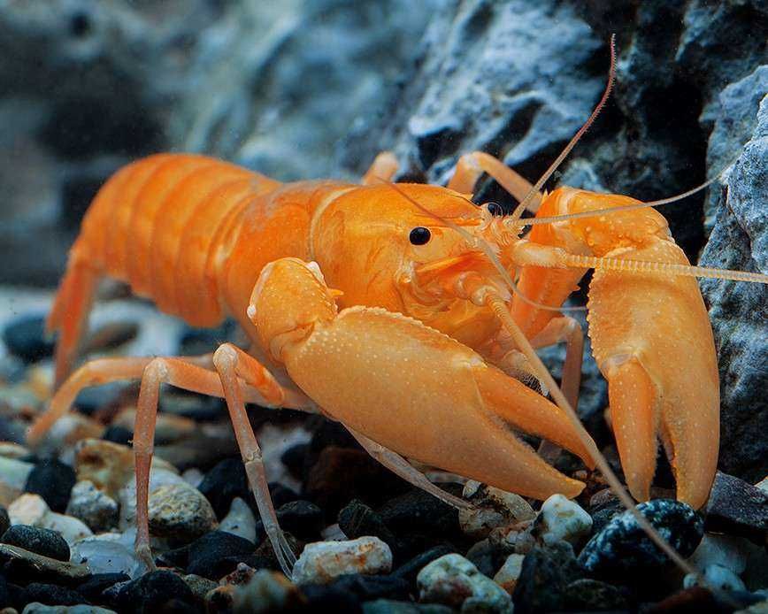 Rak Cherax Apricot ( rak morelowy). Cetarius