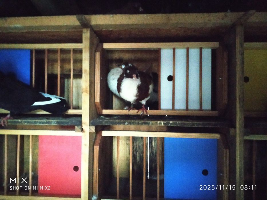 Gołębie sztaficery garłacze