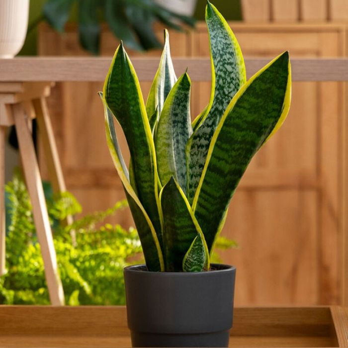 Vendo Aloe Vera, Espada São Jorge, Suculentas