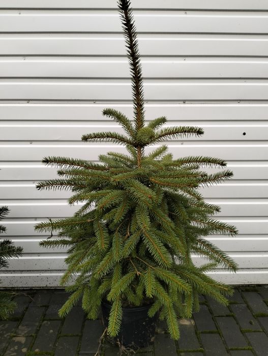 Świerk pospolity w donicy