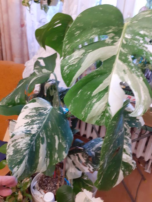 Pdwka /szczepka z BIAA Monstera Variegata Ruda lska  OLX.pl