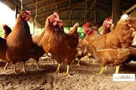 Kury nioski z jajkiem DOWOZ NA CAŁĄ POLSKE gratis. Odchowalnia drobiu.