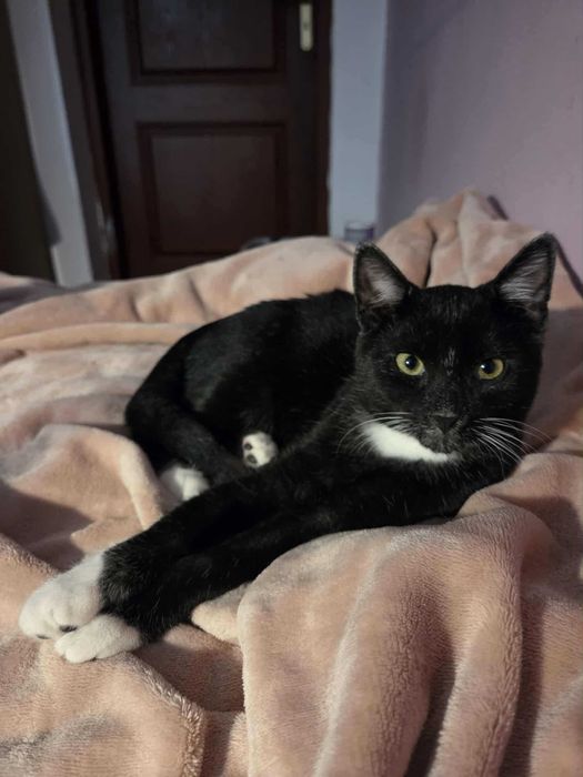 Charlie - 7 miesięczny kocurek