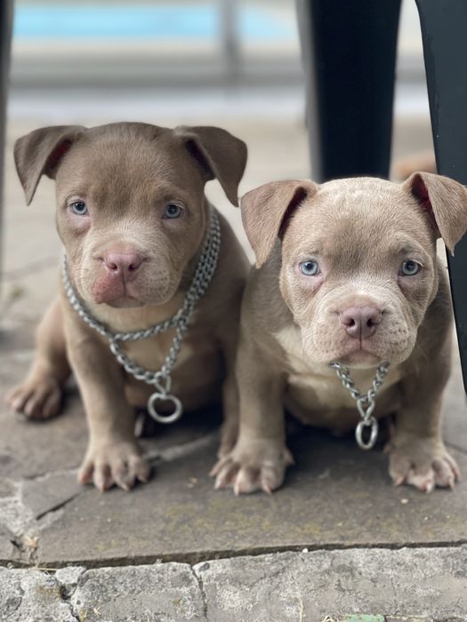 Американский булли