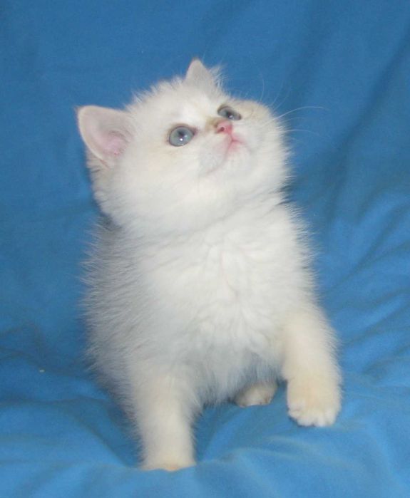 Шикарний синьоокий британський хлопчик