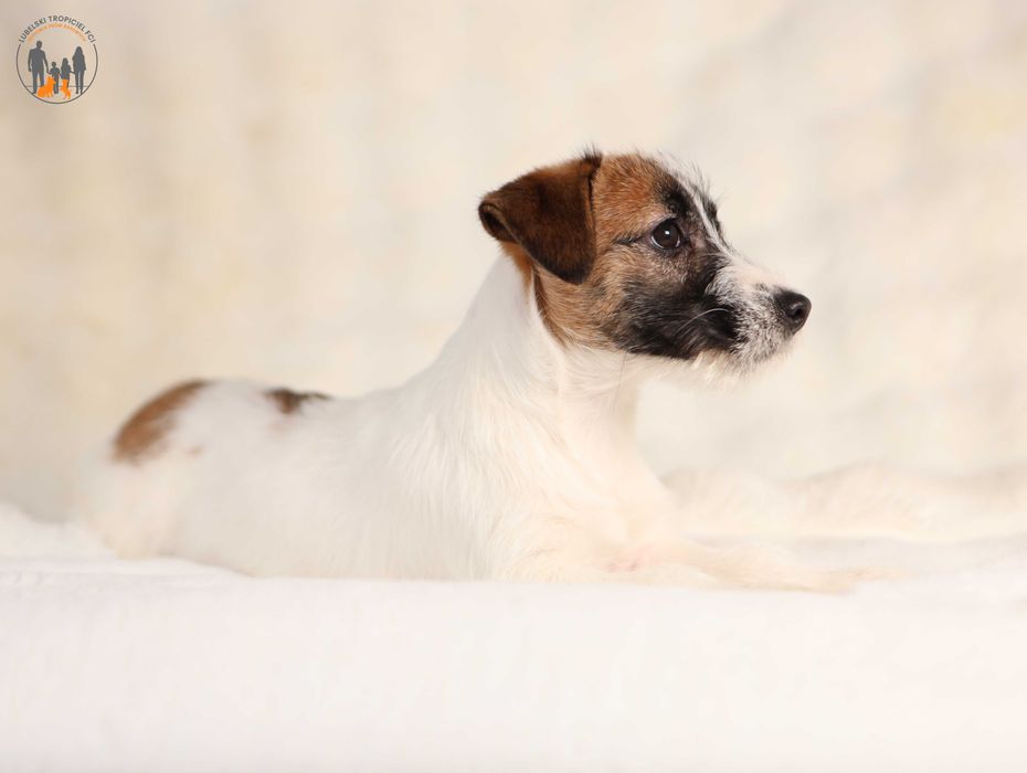 Jack Russell Terrier ZKwP FCI