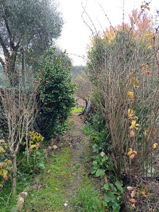 Terreno agrícola- Penalva do Castelo