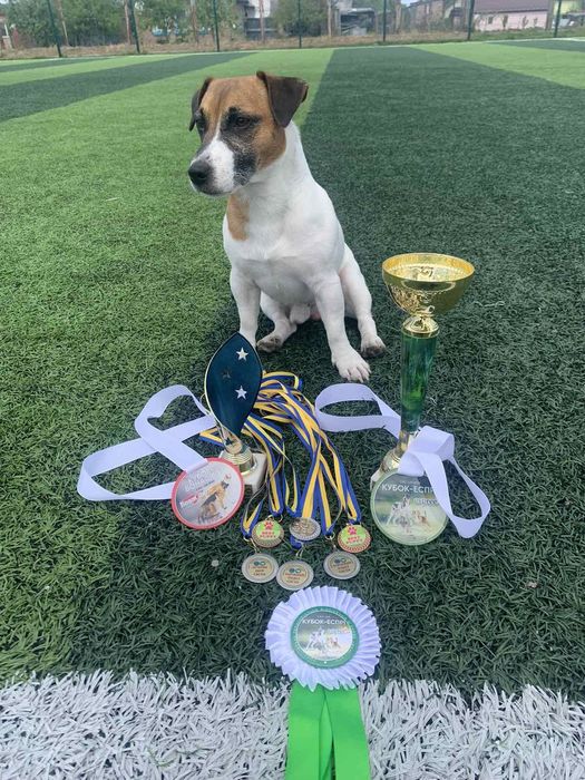 Вязка Джек Рассел терьер