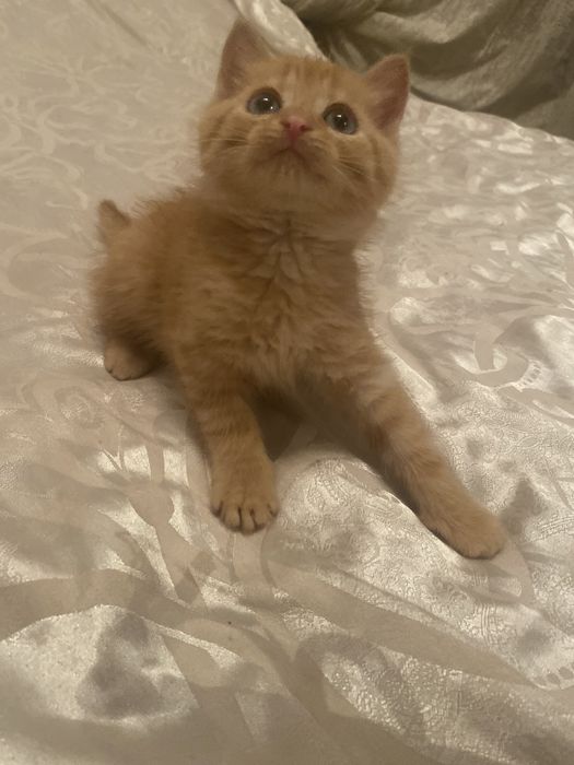 Спешите приобрести чудо