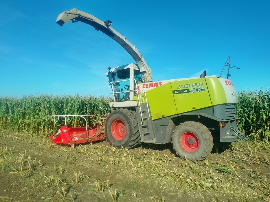 Zbiór kukurydza  trawy sieczkarnia Claas jaguar 890 900